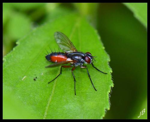 Réf. 183 761 : Mintho rufiventris